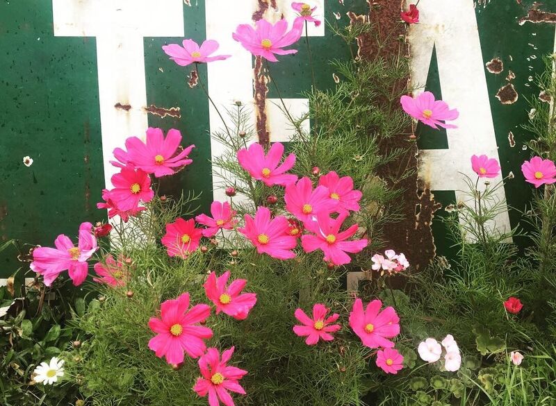 Connecting To The Land Through Herbal Tea