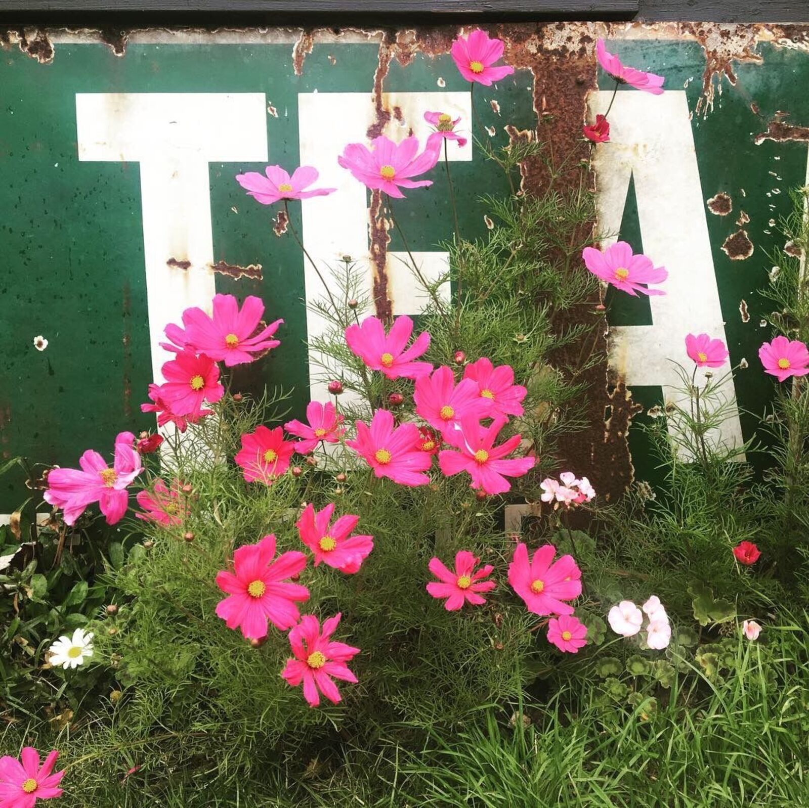 connecting-to-the-land-through-herbal-tea