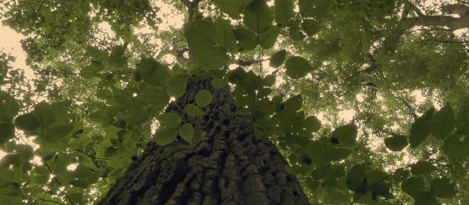 Rooted