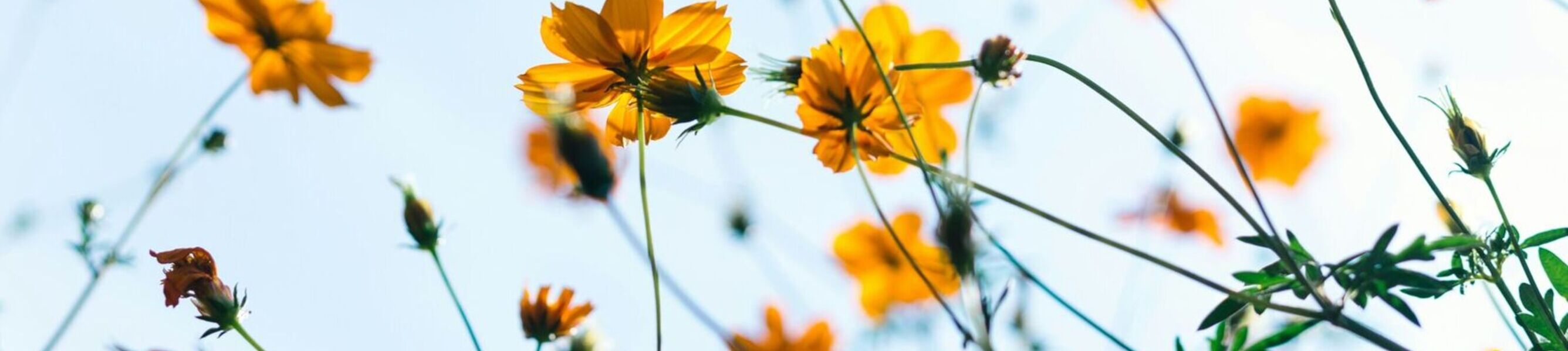 Yellow flowers with a blue sky